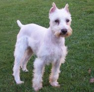 Picture of rescue dog Zachary