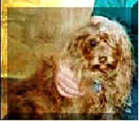 Picture of Ugly, the Doxoodle Dog