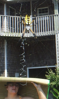 A BIG spider.
