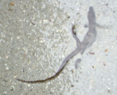 The form of a lizard in the cement.