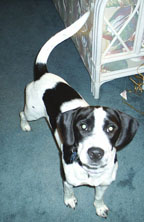 Molly the dog.
