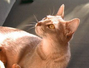 An Abyssinian cat...