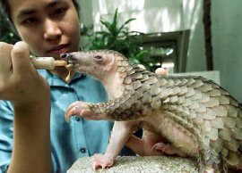 A baby pangolin...