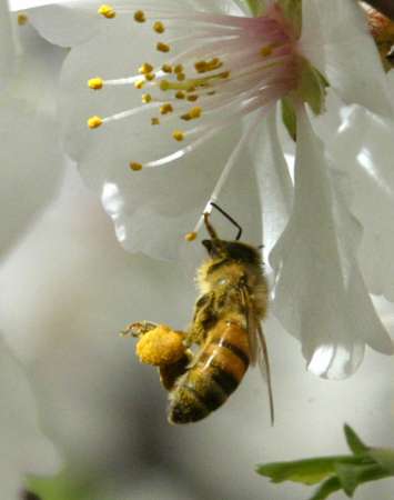 Honeybee!