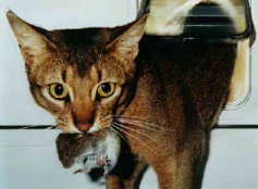 An Abyssinian cat...