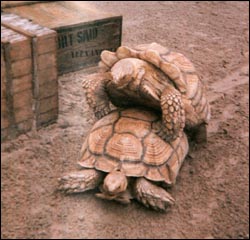 Tortoises mating...