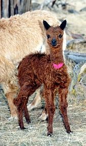 This is a picture I took of a baby llama.&nbsp; Notice the cuteness.