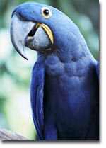 A parrot...