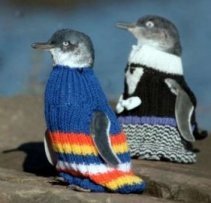 These penguins were caught in an oil spill.&nbsp; They are wearing sweaters because they lost their down.
