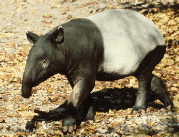 This unusual looking creature is called a Malayan tapir.&nbsp; All 4 species of tapirs are endangered.