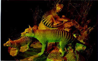 These guys are thylacines.&nbsp; They are really neat animals.&nbsp; Unfortunately, they have been extinct since the 1930's. 