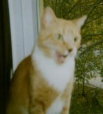 R.I.P. ~~ Tommy the Cat&nbsp; 2002