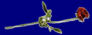 long stem rose