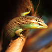 gecko in Thailand