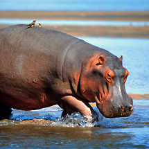 hippopotamus zambia
