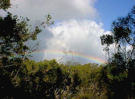 Rainbow Above The Treetops