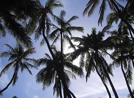 Palms