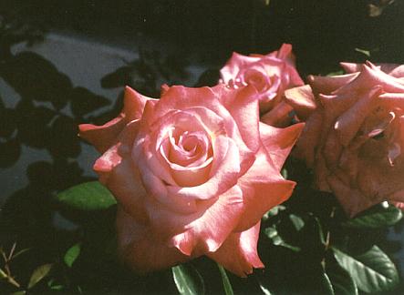 Roses at Hale Aloha