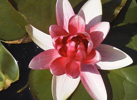 Waterlily