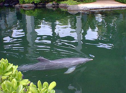 Dolphin at the Kahala Mandarin Hotel