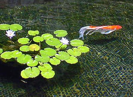 Goldfish