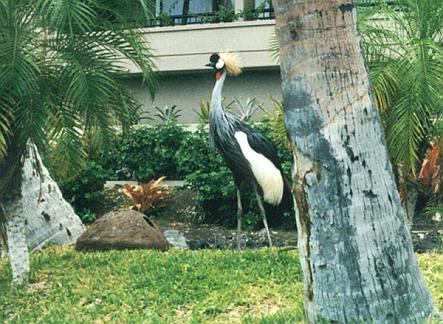 Bird at the Hilton Waikoloa