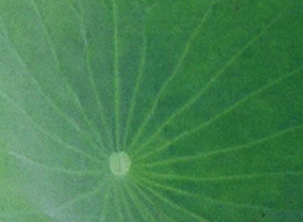 Closeup of a lotus leaf