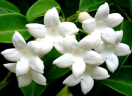 Stephanotis cluster