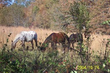 Winter ponies