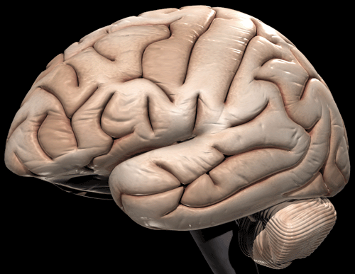brain