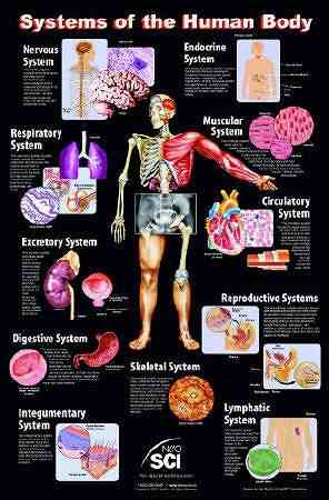 body systems image
