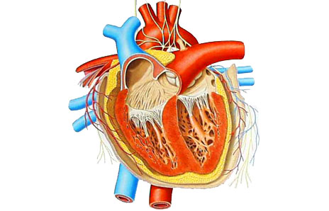heart