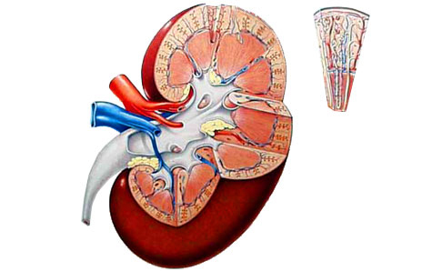 kidney