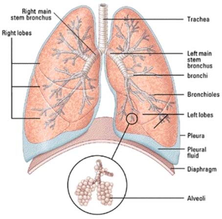 lungs
