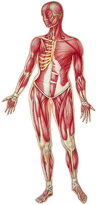 muscles
