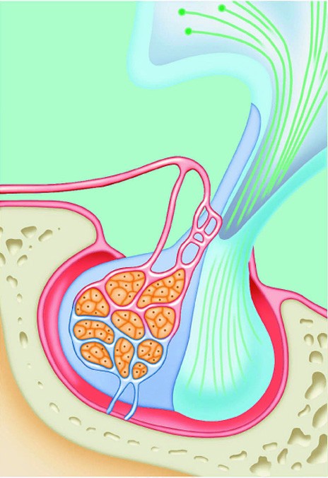 pituitary
