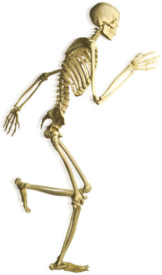 skeleton
