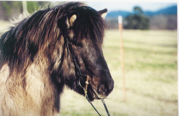 Bretta our Icelandic