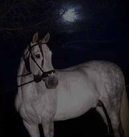 Andalusian ..CENTANARIO!