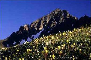 Mt. Sneffels
