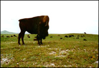 Buffalo