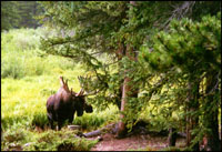 Moose