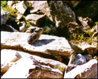 Pika