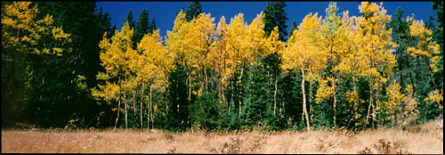 Aspen