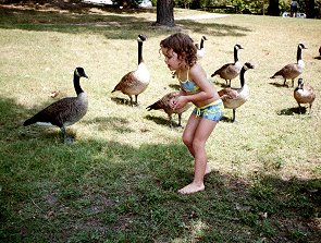 The Geese!