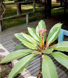 My Plumeria