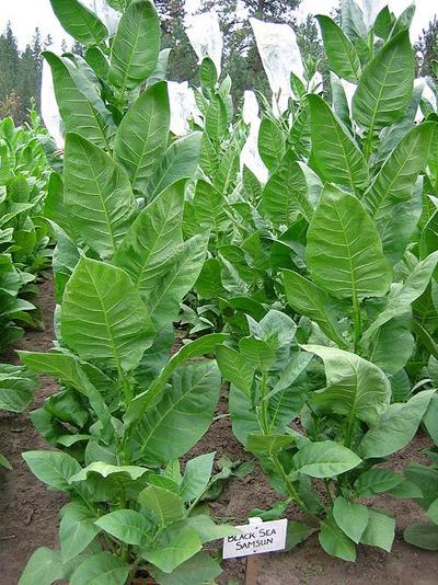 BLACK-ASIATIC-TOBACCO.JPG