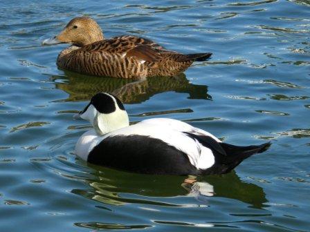 /eider-ducks.JPG