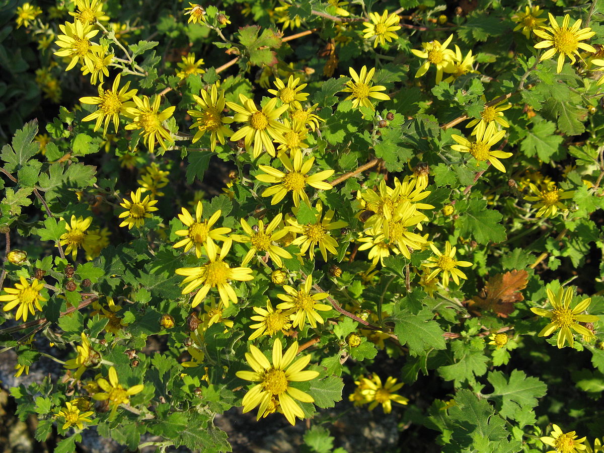 http://www.geocities.ws/hopart/2020/QUACK/Chrysanthemum_indicum.jpg