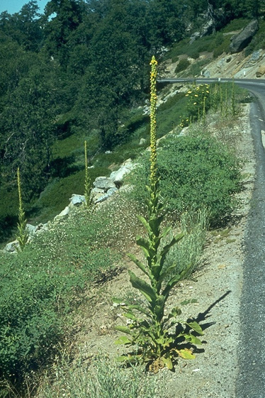 http://www.geocities.ws/hopart/HERBAL/VerbascumThapsusMullein.jpg